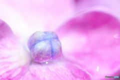 紫陽花のヘソ