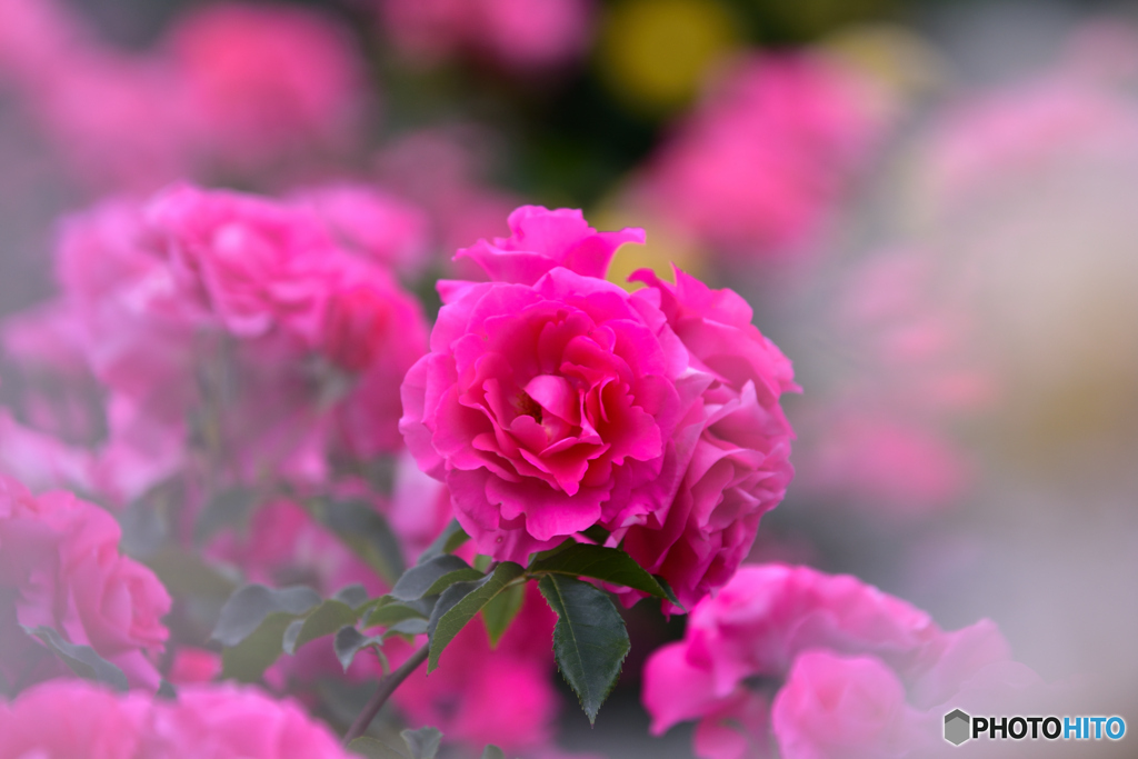 薔薇