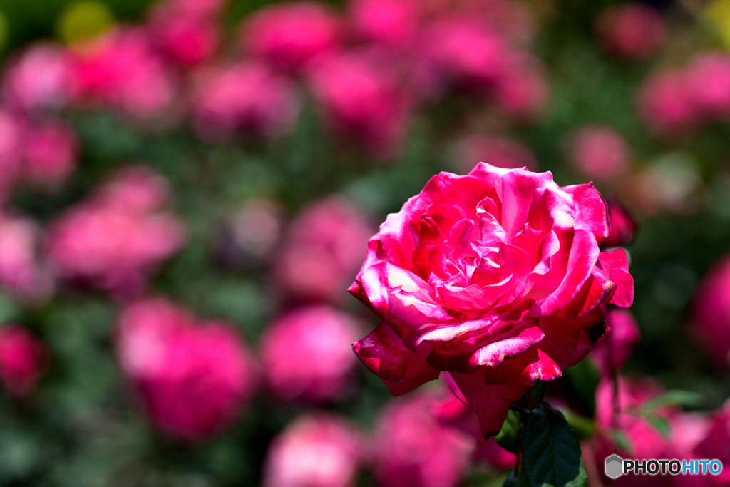 薔薇