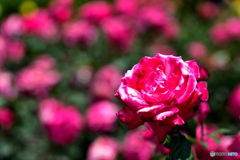 薔薇