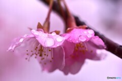 桜の宝石