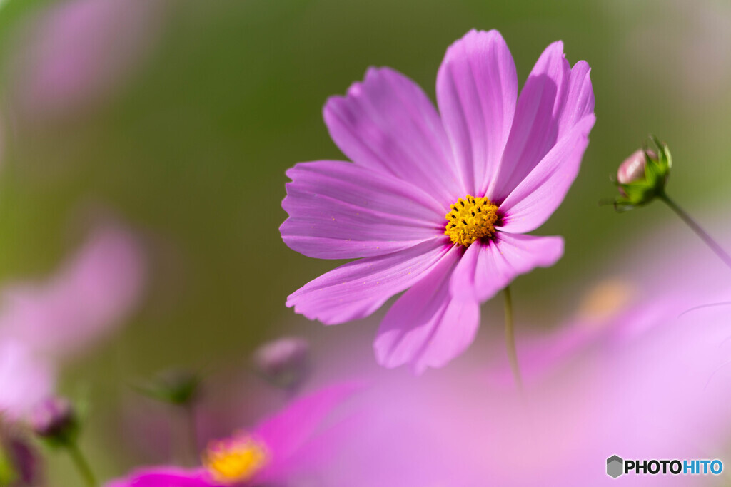 秋桜