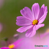 秋桜