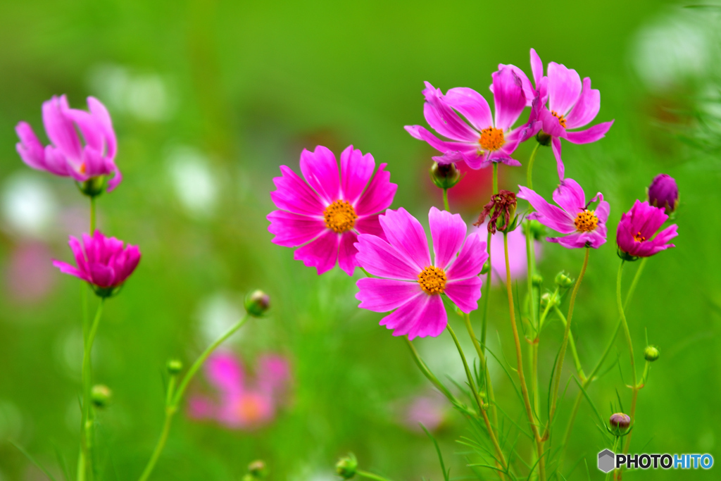秋桜