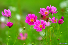 秋桜 秋桜