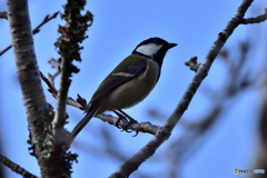 公園のシジュウカラ