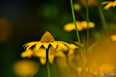 夏の花