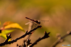 夕焼け小焼けの赤とんぼ