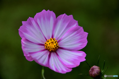 秋桜2 秋桜2