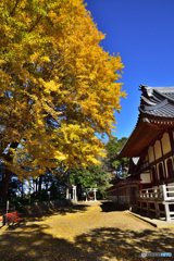 黄金色の輝き