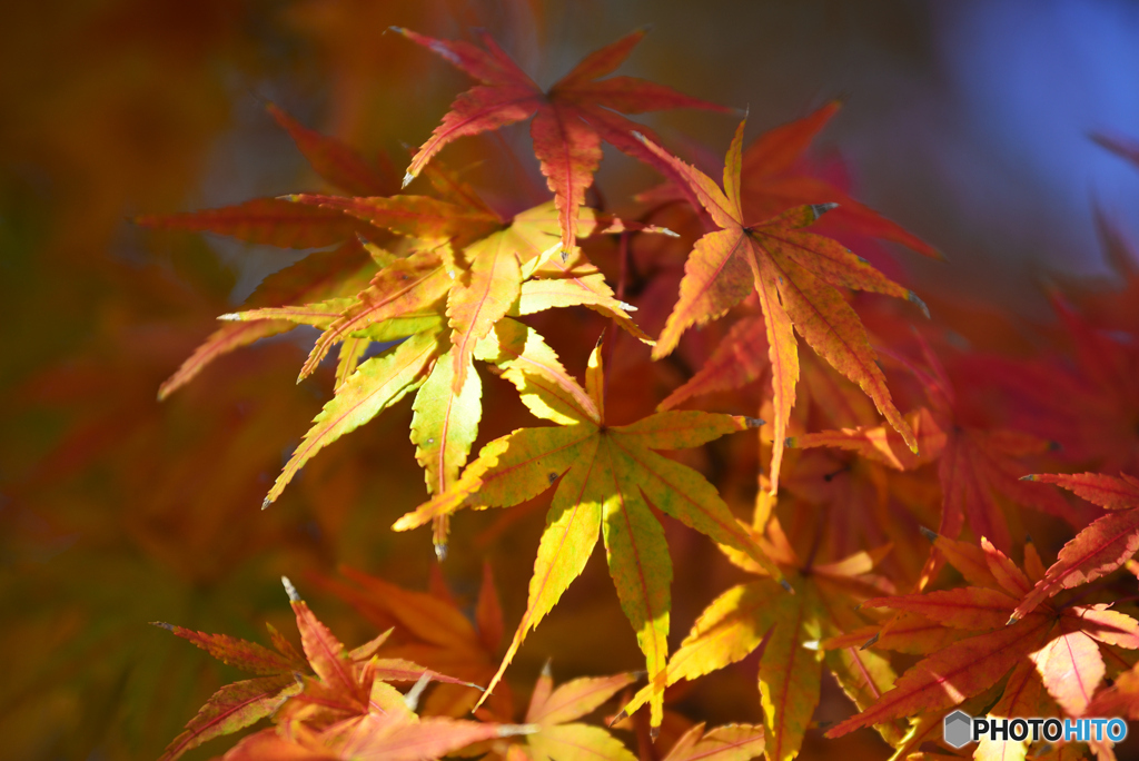 朝日に輝く