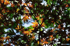 梅雨の紅葉