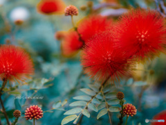 大阪咲くやこの花館