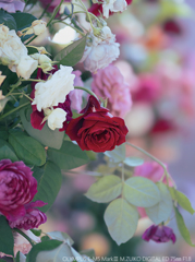 冬薔薇