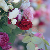 冬薔薇