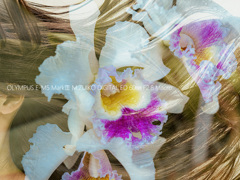 咲くやこの花館のラン…
