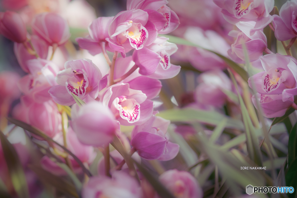 大阪咲くやこの花館