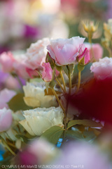 冬薔薇