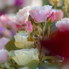 冬薔薇
