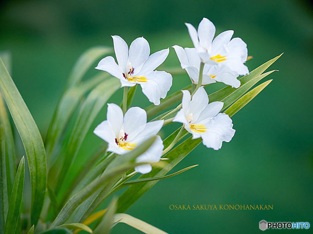 大阪・咲くやこの花館