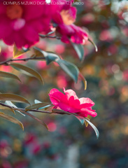 大仙公園の山茶花