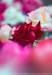 冬薔薇