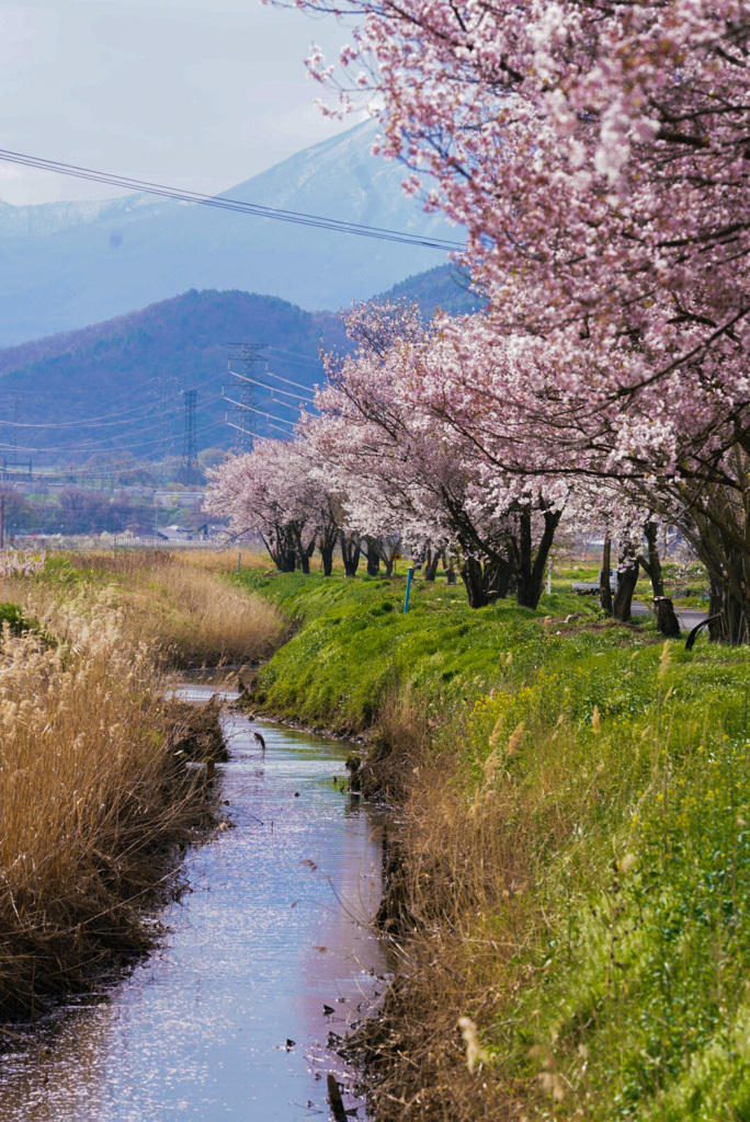 田舎の桜