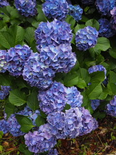 あじさい　梅雨入り　紫陽花