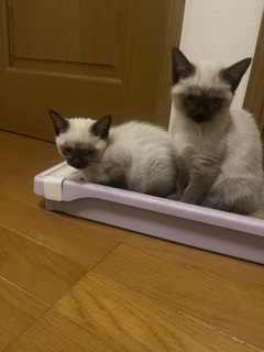 瓜二つ