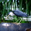 オーストラリア動物園の鳥