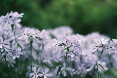 神戸布引ハーブ園 お花