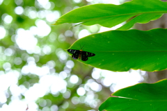 オーストラリア植物園の虫