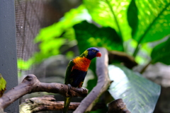 オーストラリア動物園の鳥