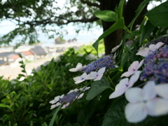 紫陽花と海