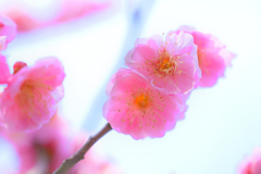 紅梅