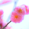紅梅