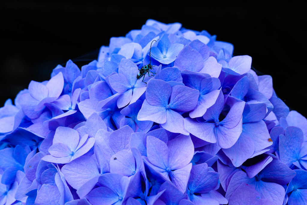 カミキリムシの冒険