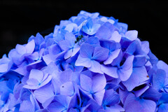 カミキリムシの冒険