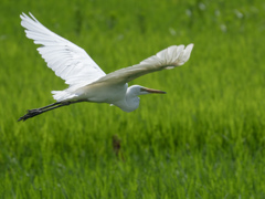 鳥