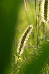 草