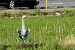 野鳥