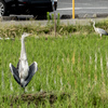 野鳥