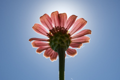 花裏