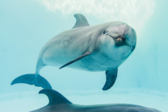 名古屋港水族館