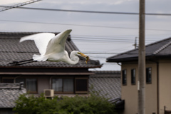 ゲット