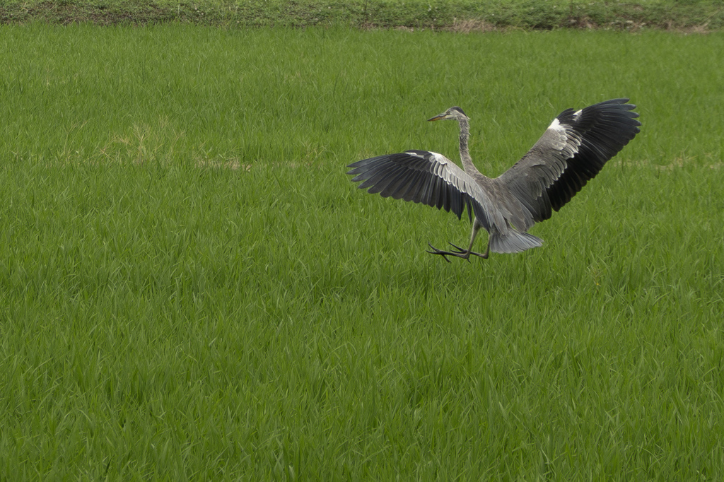野鳥