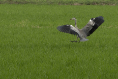 野鳥