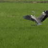 野鳥