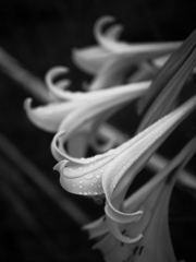 露
