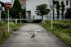 野鳥